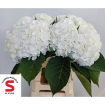 Hydrangea Hortensia White Verena 65cm*5