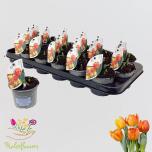 Tulipa Tulp double flaming baby 9cm