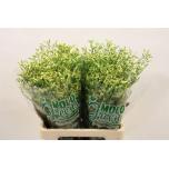 Limonium Parkjuur China Summer 65cm