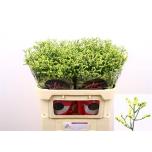 Limonium Parkjuur China Summer 70cm