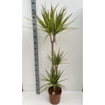 Dracaena Draakonipuu marg sunray 24cm