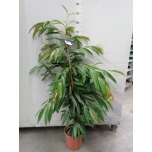 Ficus Viigipuu binnendijkii amstel king 27cm