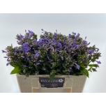 Phlox Floks Butterfly 50cm