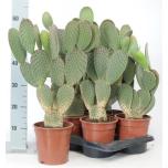 Opuntia Viigikaktus rufida 17cm