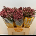 Limonium Parkjuur Maxima Diamond 60cm