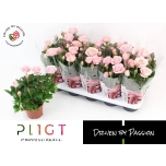 Rosa Potiroos Amorosa Infinity Soft Pink 12cm