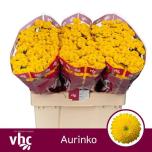 Chrysanthemum Krüsanteem SANTINI Aurinko*25