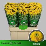 Chrysanthemum Krüsanteem SANTINI Aurinko*25