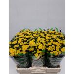 Chrysanthemum Krüsanteem SANTINI Aurinko*25