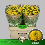 Chrysanthemum Krüsanteem SANTINI Aurinko*25