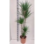 Dracaena marg Draakonipuu 30cm