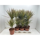 Dracaena marg Draakonipuu bicolor 17cm