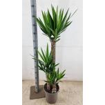 Yucca other 24cm