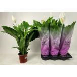 Spathiphyllum Tõlvlehik Bingo Cupido 17cm