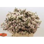 Chamelaucium Sidrunmürt Moonlight Delight 60cm