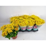 Chrysanthemum indi grp rainbow lake worth 14cm