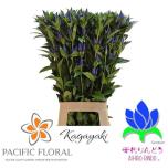 Gentiana Emajuur Kagayaki 80cm