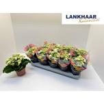 Kalanchoe blos Kalanhoe double perfecta white 12cm