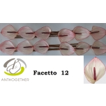 Anthurium Flamingolill Facetto