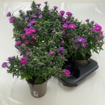 Aster novi mystery lady mix in pot 12cm