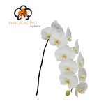 Phalaenopsis Kuuking sensation white (per stem) 80cm