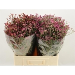 Limonium Parkjuur Ov 60cm