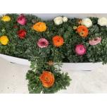 Ranunculus asia  Tulikas sprinkles mix 10,5cm