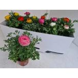 Ranunculus asia  Tulikas sprinkles mix 10,5cm