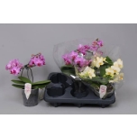 Phalaenopsis Kuuking MF mix 12cm