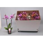 Phalaenopsis Kuuking MF mix 8 colours 12cm