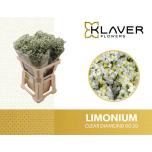 Limonium Parkjuur Clear Diamond 60cm