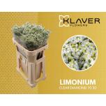 Limonium Parkjuur Clear Diamond 70cm