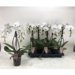 Phalaenopsis anthura leeds valge kaarel 12cm