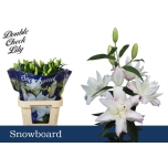 Lilium Liilia OR DU Snowboard 80cm