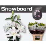 Lilium Liilia OR DU Snowboard 80cm