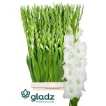 Gladiolus Gladiool Nova Zembla 130cm