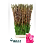 Gladiolus Gladiool Fairytale Pink 130cm
