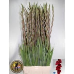 Gladiolus Gladiool Fat Boy 120cm