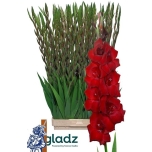 Gladiolus Gladiool Fat Boy 120cm