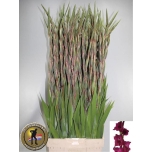 Gladiolus Gladiool Mahler 130cm