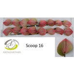 Anthurium Flamingolill Scoop