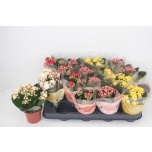 Kalanchoe blossfeldiana double grandiva mix 8cm