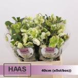 Helleborus Lumeroos Magnificent bells 40cm