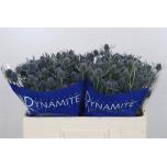 Eryngium Ogaputk Blue Dynamite 50cm