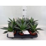 Agave shaka zulu 12cm