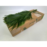 Catpalm 100cm (pk)