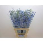 Delphinium Kukekannus Trit D Blue 70cm