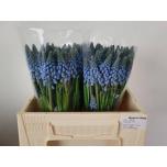 Muscari Alida