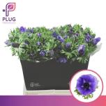 Anemone Ülane Galil Blauw