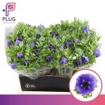 Anemone Ülane Galil Blauw